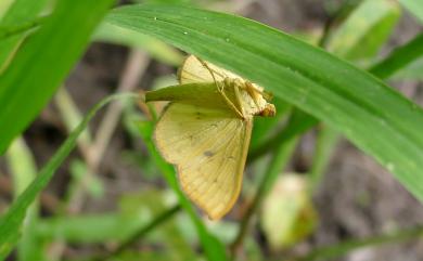 Anisephyra ocularia (Fabricius, 1775) 四圈黃姬尺蛾