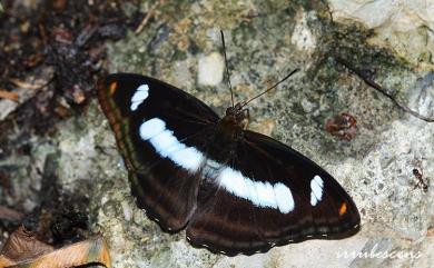 Athyma cama zoroastes (Butler, 1877) 雙色帶蛺蝶