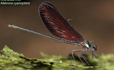 Matrona cyanoptera Hämäläinen & Yeh, 2000 白痣珈蟌