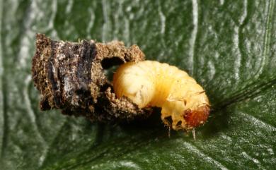 Coenobius taiwanus Chujo, 1954 紅胸姬筒金花蟲