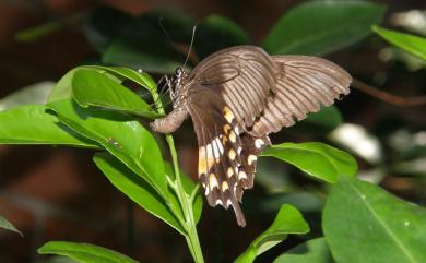 Papilio polytes polytes Linnaeus, 1758 玉帶鳳蝶