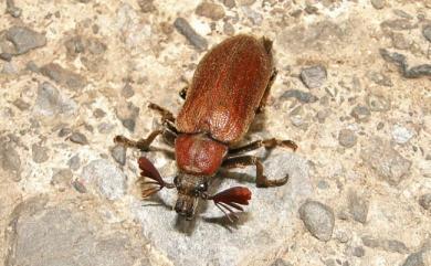 Sandalus taiwanicus Lee, Sato & Sakai, 2005 臺灣蟬寄甲