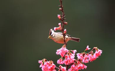 Yuhina brunneiceps Ogilvie-Grant, 1906 冠羽畫眉