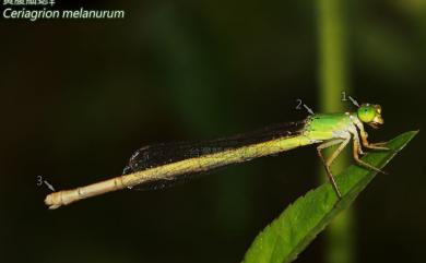 Ceriagrion melanurum Selys, 1876 黃腹細蟌