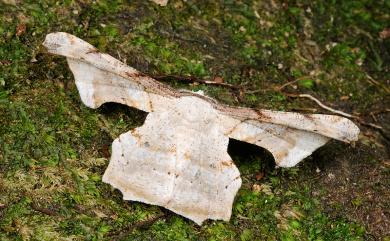 Gonodontis pallida (Butler, 1880) 空點雙尾尺蛾