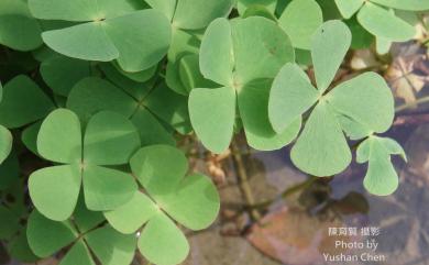 Marsilea minuta L. 田字草