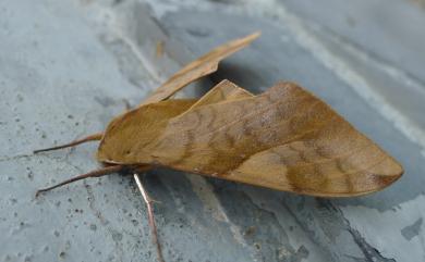 Clanis bilineata formosana Gehlen, 1941 波紋豆天蛾