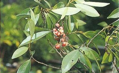 Michelia compressa var. formosana 臺灣烏心石