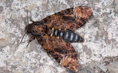 Acherontia lachesis Fabricius, 1798 人面天蛾