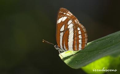 Neptis hylas luculenta Fruhstorfer, 1907 豆環蛺蝶