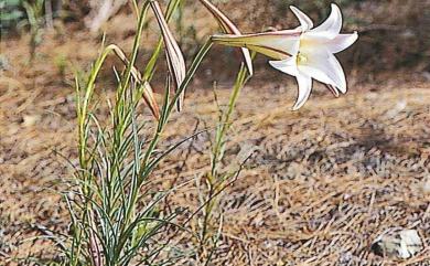 Lilium longiflorum var. formosanum Baker 臺灣百合