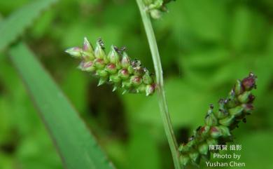 Echinochloa colona (L.) Link 芒稷