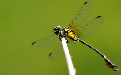 Lamelligomphus formosanus (Matsumursa, 1926) 鈎尾春蜓