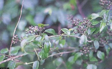 Hedera rhombea var. formosana 臺灣常春藤