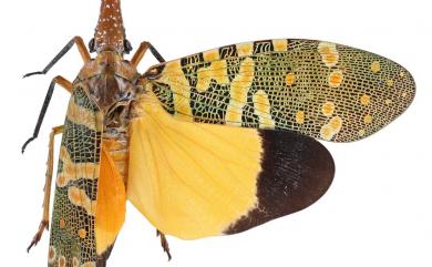 Pyrops candelaria (Linnaeus, 1758) | 臺灣生命大百科 Pyrops candelaria (Linnaeus, 1758) | 臺灣生命大百科