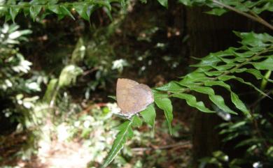 Arhopala japonica (Murray, 1875) 日本紫灰蝶