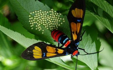 Euchromia elegantissima Wallengren, 1861 豐采鹿蛾