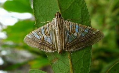 Glyphodes stolalis Guenée, 1854