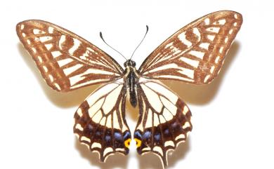 Papilio xuthus Linnaeus, 1767 柑橘鳳蝶