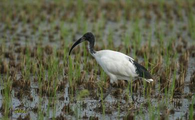 Threskiornis aethiopicus (Latham, 1790) 埃及聖䴉