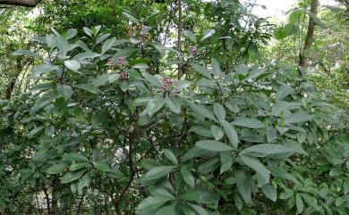 Psychotria rubra Poir. 九節木