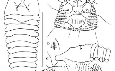 Tegonotus similis Wang & Huang, 2012 似頂背節蜱