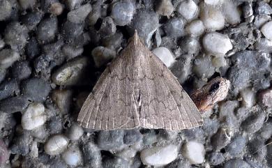 Zanclognatha nigrisigna (Wileman, 1915) 黑點鐮鬚裳蛾