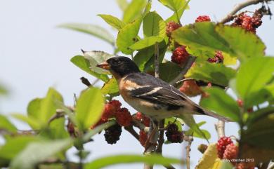 Fringilla montifringilla Linnaeus, 1758 花雀