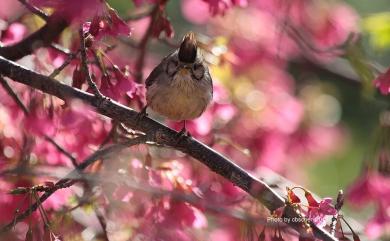 Yuhina brunneiceps Ogilvie-Grant, 1906 冠羽畫眉