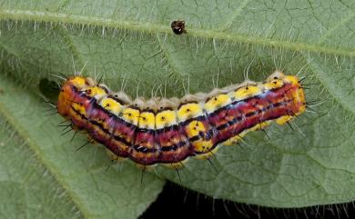 Rhodopsona rutila Jordan, 1910 寬緣杜鵑斑蛾