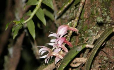 Dendrobium chameleon Ames 長距石斛