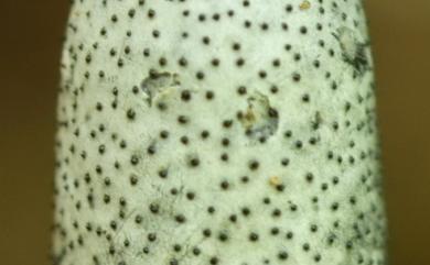 Xylaria nigripes (Klotzsch) Cooke 黑柄炭角菌