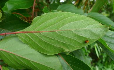 Actinidia rufa (Siebold & Zucc.) Planch. ex Miq. 山梨獼猴桃