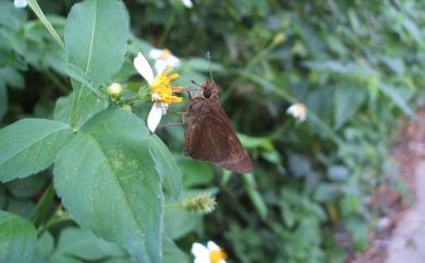 Caltoris bromus yanuca (Fruhstorfer, 1911) 變紋黯弄蝶