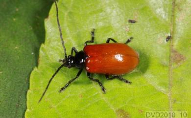 Liroetis rufipennis (Chujo, 1962) 茶翅螢金花蟲