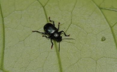 Parascela cribrata (Schaufuss, 1871) 粗刻猿金花蟲