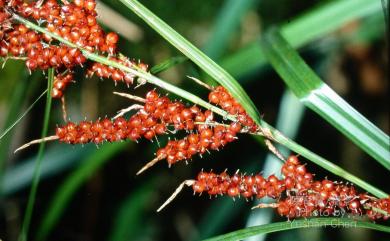 Carex baccans 紅果薹