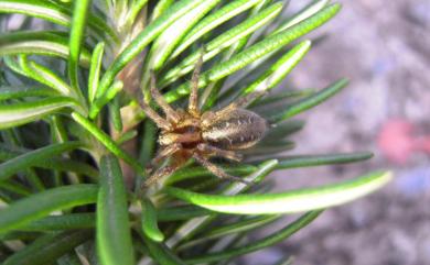 Agelena limbata Thorell, 1897 緣草蛛