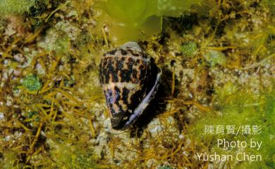 Conus chaldeus (Roeding, 1798) 小斑芋螺