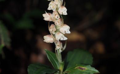 Goodyera foliosa (Lindl.) Benth. ex C.B.Clarke 厚唇斑葉蘭