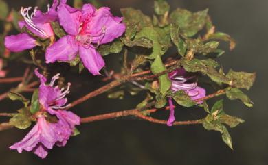 Rhododendron farrerae 丁香杜鵑