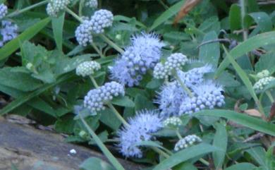 Caryopteris incana 灰葉蕕