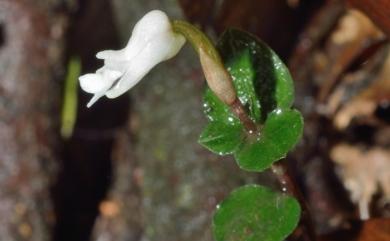 Odontochilus drymoglossifolius 白花金唇蘭