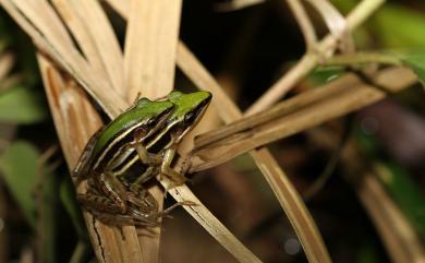 Hylarana taipehensis (Van Denburgh, 1909) 臺北赤蛙