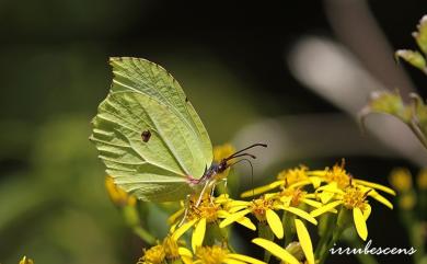 Gonepteryx taiwana Paravicini, 1913 臺灣鉤粉蝶