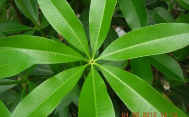 Alstonia scholaris (L.) R. Br. 黑板樹