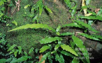 Bolbitis heteroclita (C.Presl) Ching 尾葉實蕨