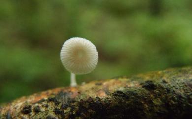 Mycena stylobates 柱小菇