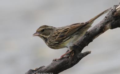 Emberiza tristrami Swinhoe, 1870 白眉鵐