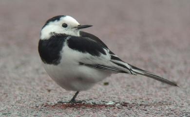 Motacilla alba Linnaeus, 1758 白鶺鴒